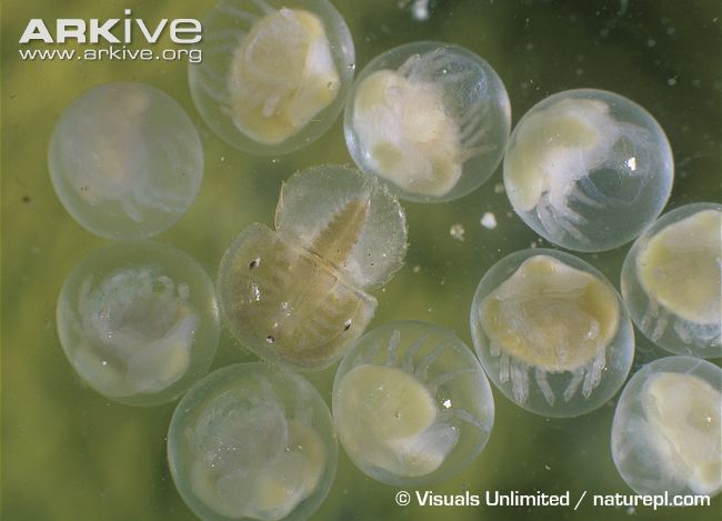 Horseshoe-crab-eggs-larvae-visible.jpg