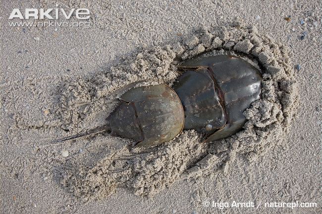 Horseshoe-crabs-mating.jpg
