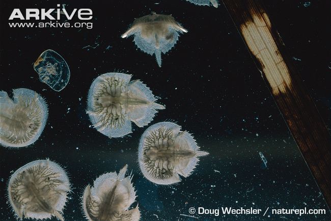 Horseshoe-crab-larvae.jpg