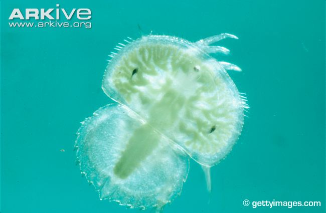 Horseshoe-crab-larva.jpg