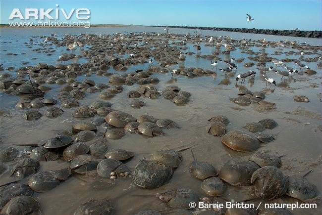Horseshoe-crab-mass-spawning-on-beach.jpg