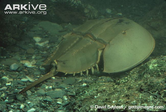 Horseshoe-crab-walking-on-sea-bed.jpg