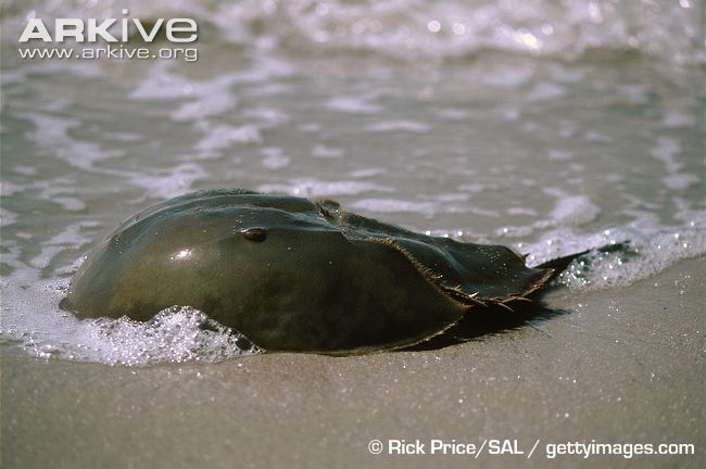 Horseshoe-crab.jpg