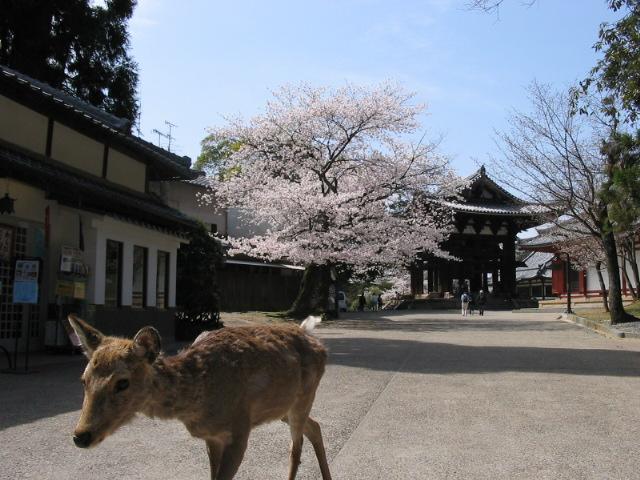 nara.jpg