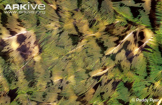 Kakapo-feathers.jpg