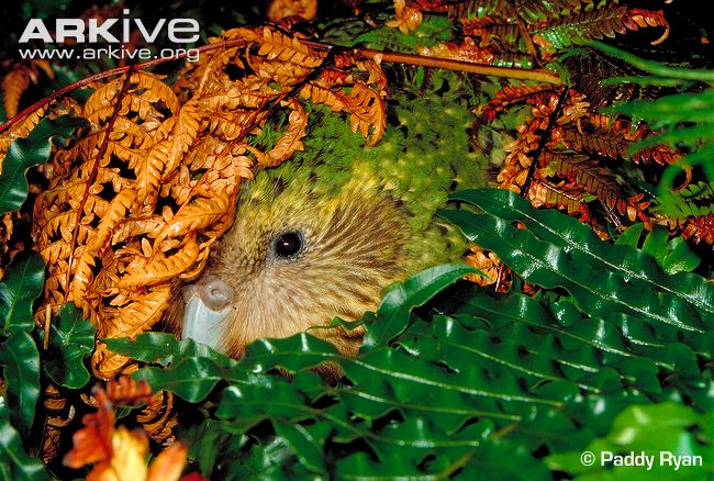 Kakapo-hiding-in-vegetation.jpg