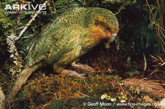 Kakapo-on-ground.jpg