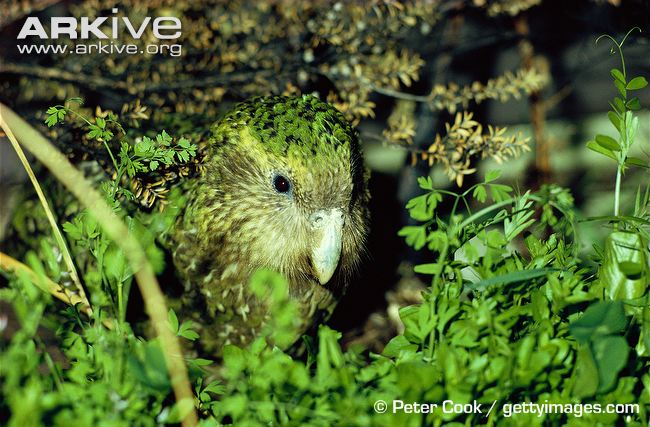 Female-kakapo.jpg