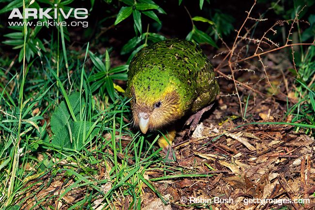 Kakapo-moving-through-vegetation.jpg