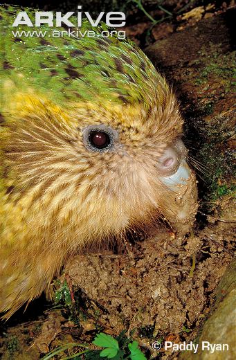 Kakapo-digging-with-beak.jpg