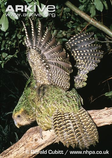 Kakapo-stretching-wings-at-night.jpg