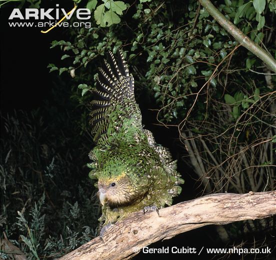 Kakapo-sitting-on-branch-at-night-stretching-wing.jpg