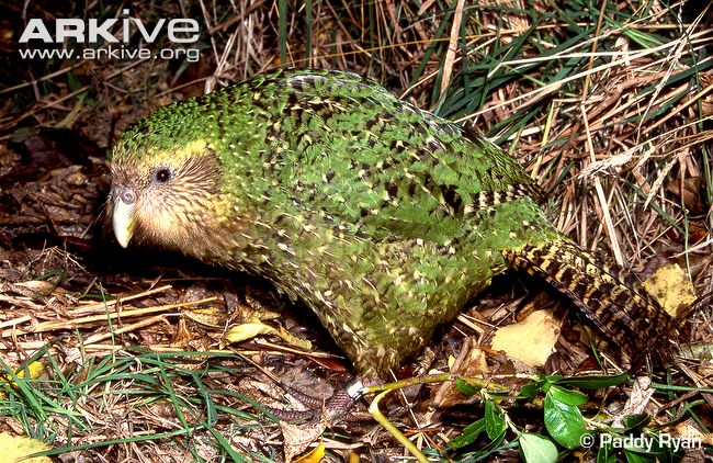 Kakapo-in-habitat.jpg