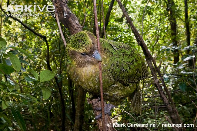 Kakapo-investigating-stick.jpg