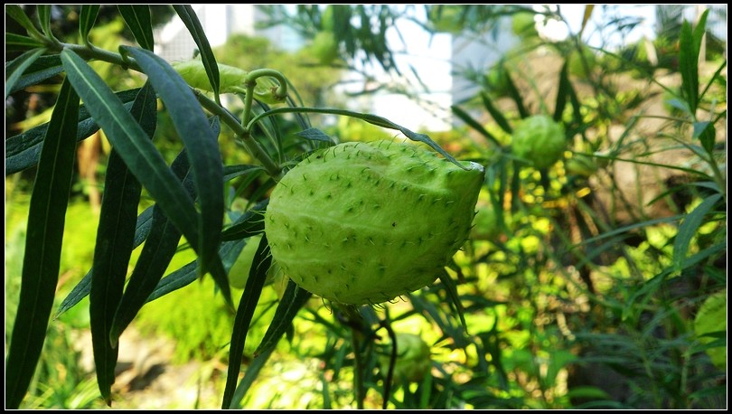 nEO_IMG_DSC_0223.jpg