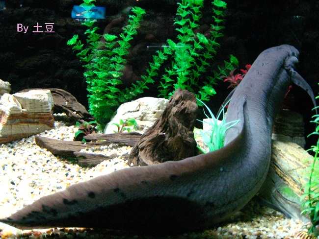 eel 1a.jpg