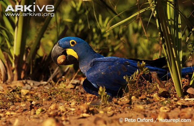 Hyacinth-macaw-feeding-on-palm-nuts.jpg