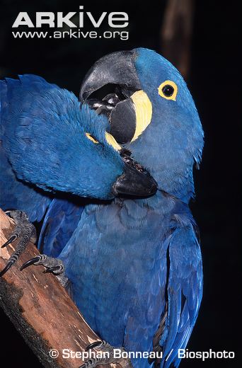 Hyacinth-macaw-pair-mutually-preening.jpg
