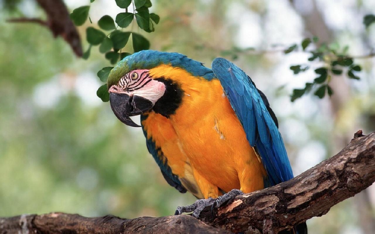 [Desktopstreet2.net]parrot_1280800_110426011820.jpg