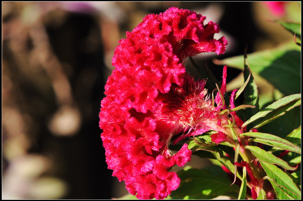 DSC_0910.jpg