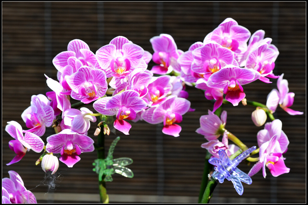 DSC_1695.jpg