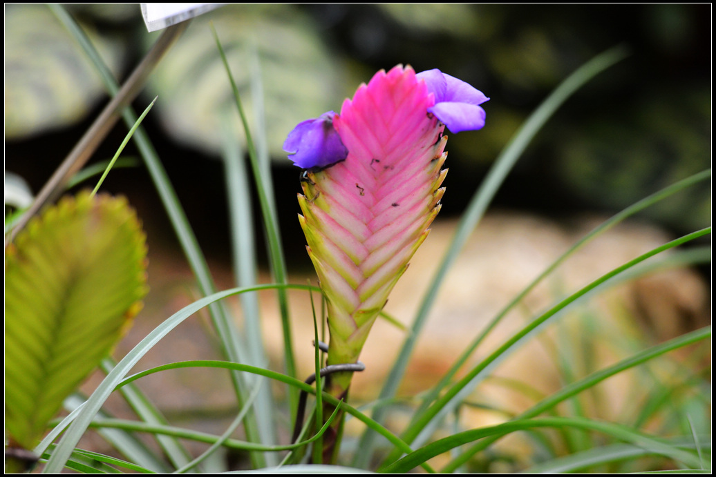DSC_1721.jpg