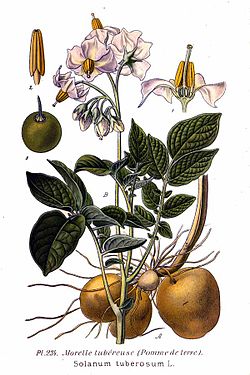 250px-234_Solanum_tuberosum_L.jpeg