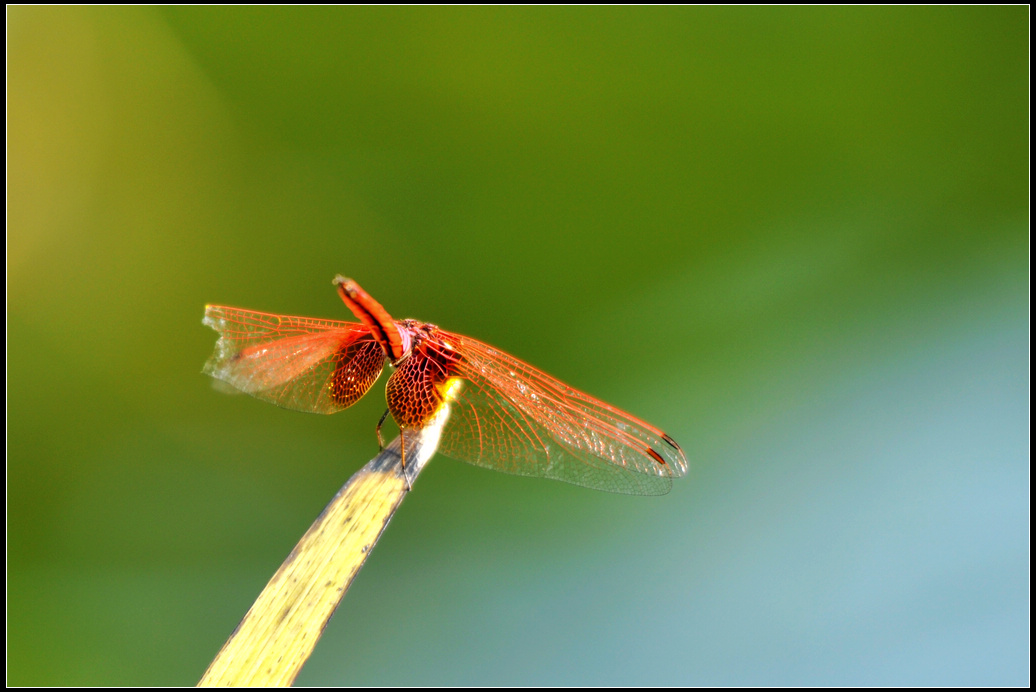 DSC_0035.jpg