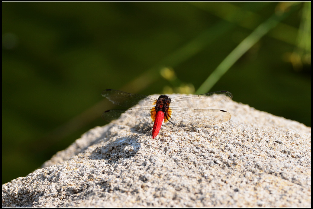 DSC_1986.jpg