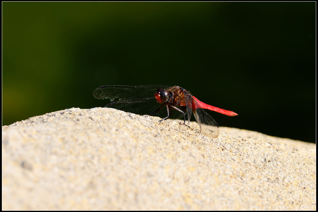 DSC_1992.jpg