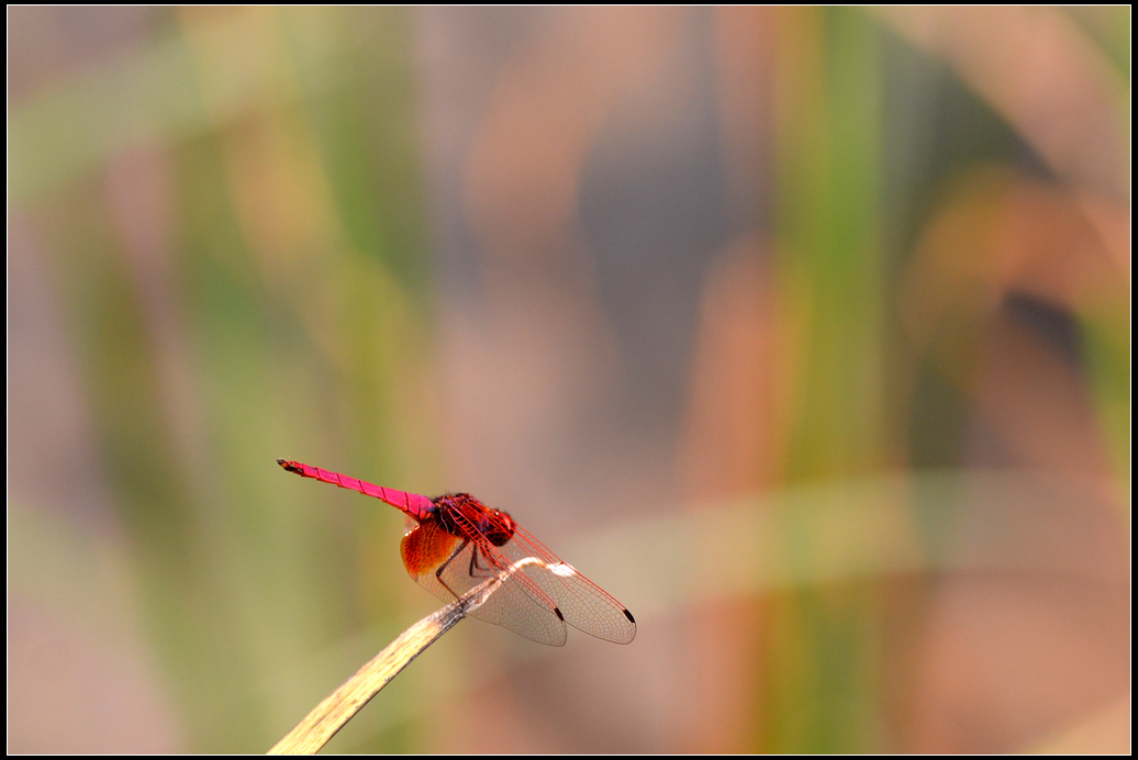 DSC_2039.jpg