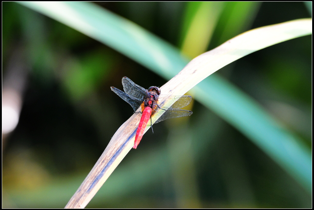 DSC_2043.jpg