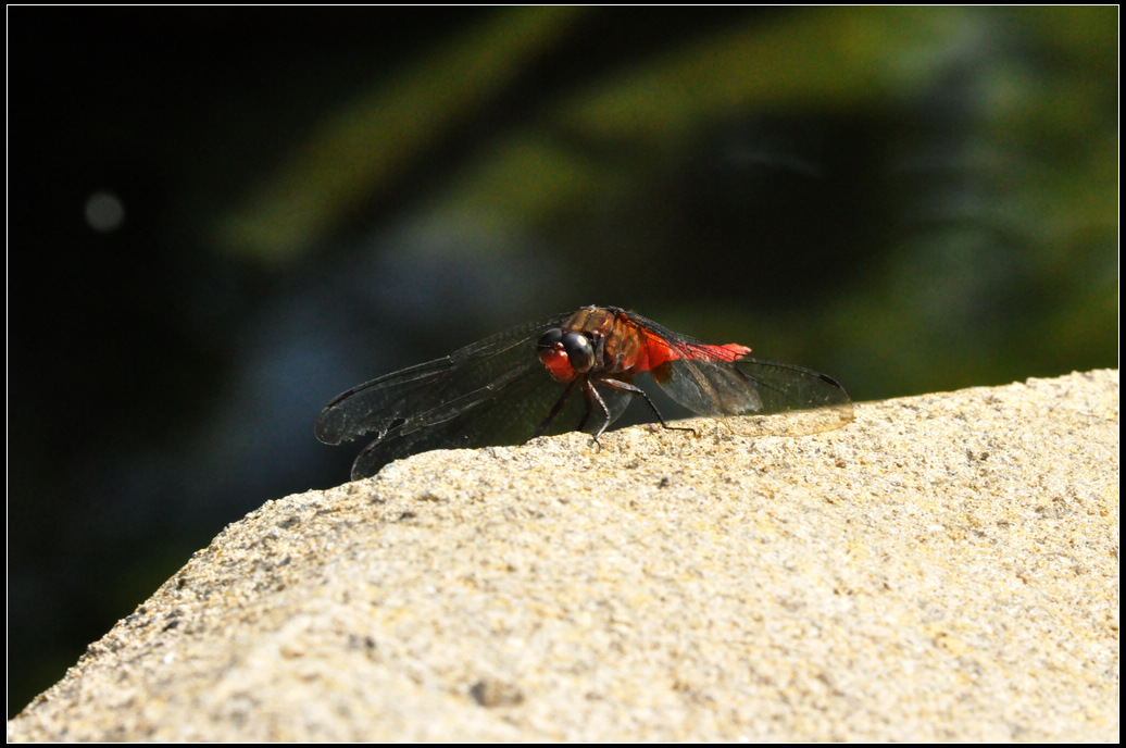 DSC_0971.jpg