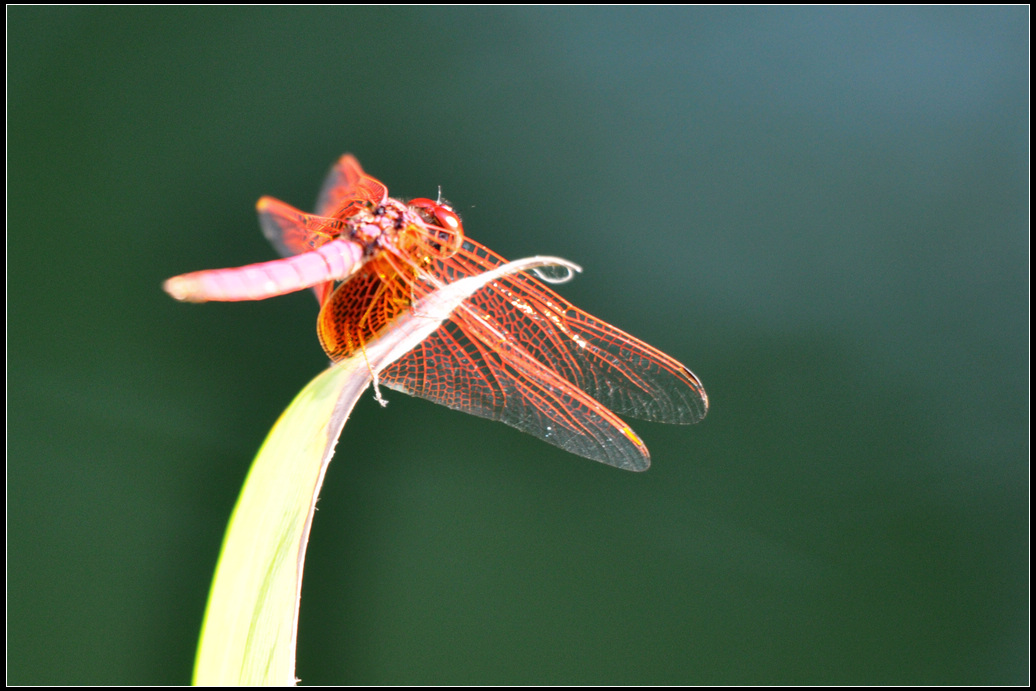 DSC_1026.jpg