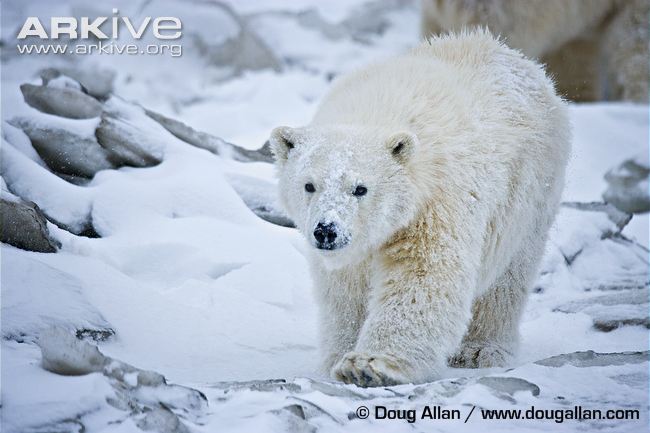 Polar-bear-walking.jpg