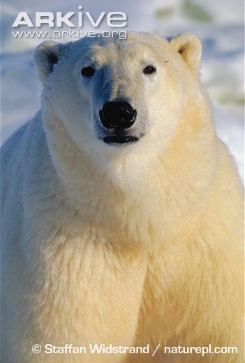 Polar-bear.jpg