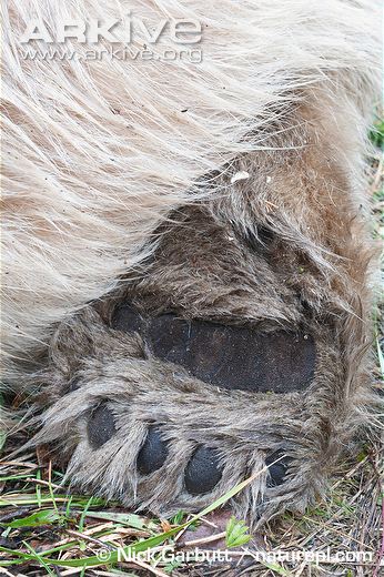 Polar-bear-close-up-of-rear-foot-pad.jpg