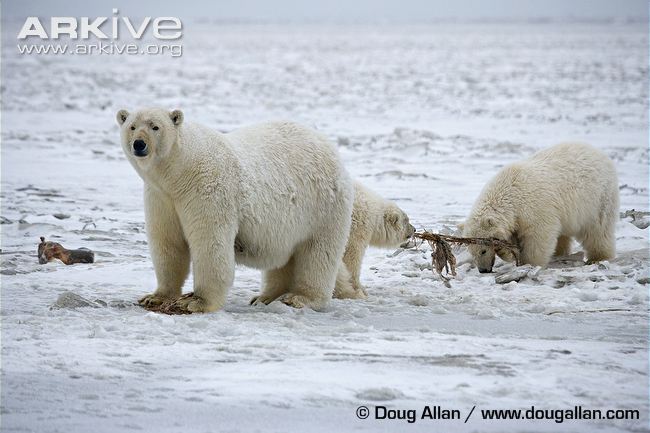 Adult-female-polar-bear-with-cubs-tearing-at-meat-behind.jpg