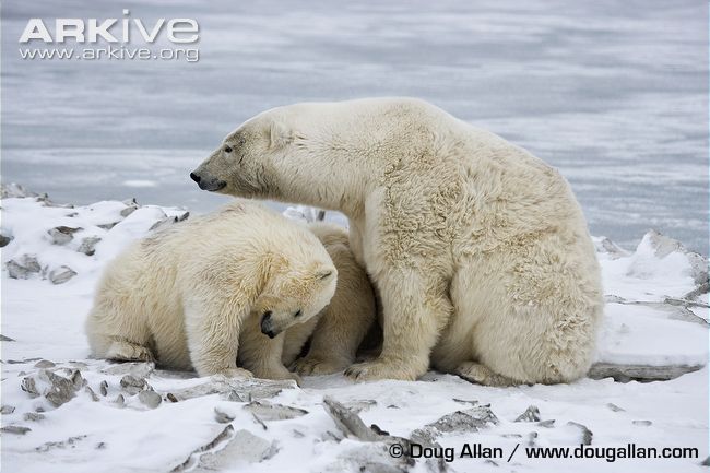 Adult-female-polar-bear-with-cubs.jpg