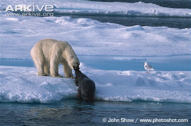 Polar-bear-hunting-seal.jpg