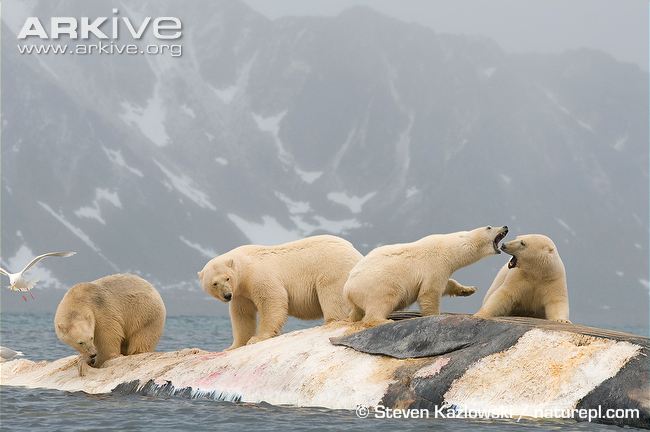 Polar-bears-scavenging-the-carcass-of-a-fin-whale.jpg