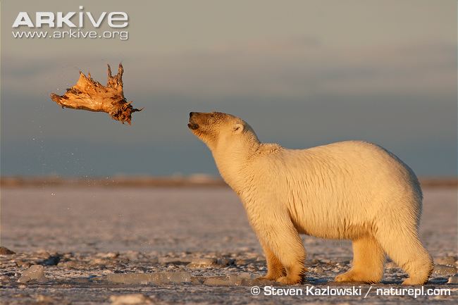 Polar-bear-playing-with-a-piece-of-meat.jpg