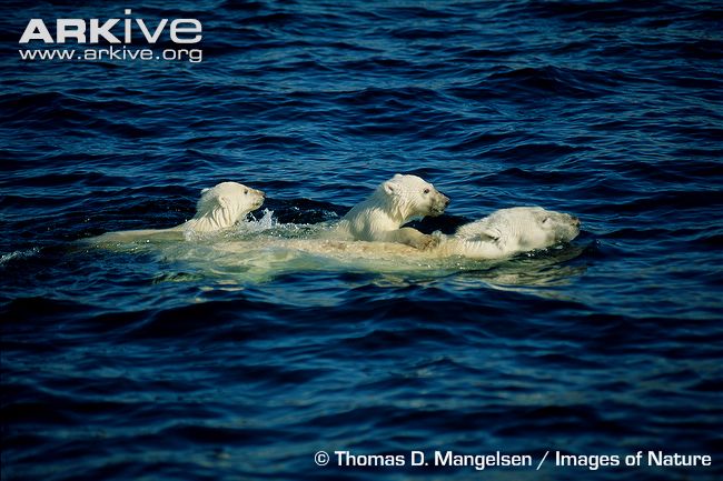 Polar-bear-swimming-with-cubs.jpg