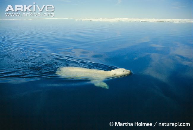 Polar-bear-swimming.jpg