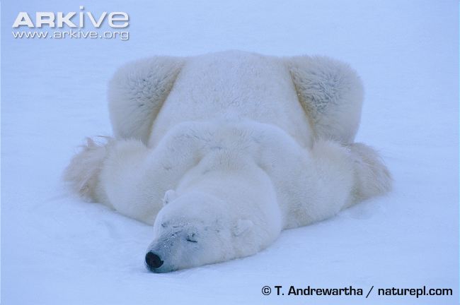Polar-bear-asleep-in-snow.jpg