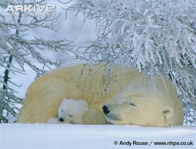 Polar-bear-mother-and-cub-sleeping.jpg