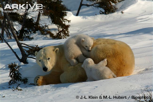 Polar-bear-female-with-two-cubs.jpg