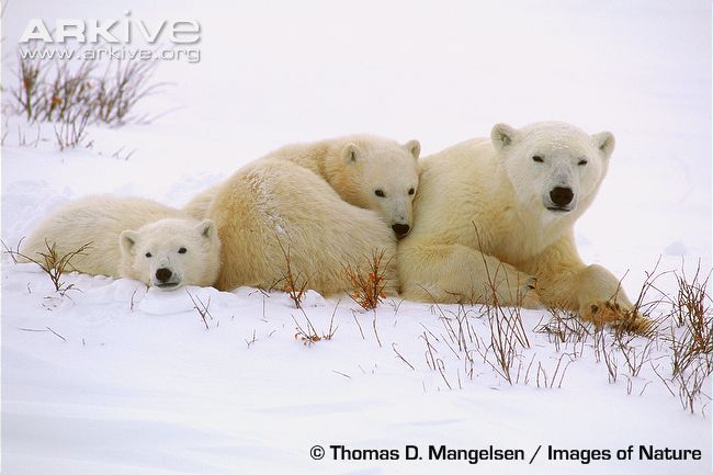 Polar-bears.jpg