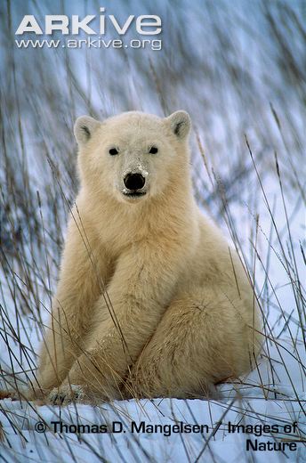 Polar-bear-cub.jpg