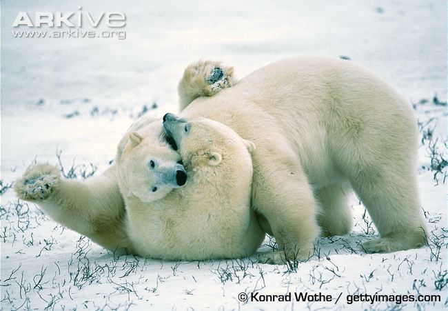 Polar-bears-play-fighting.jpg